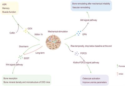 Endocrine Regulation of Extra-skeletal Organs by Bone-derived Secreted Protein and the effect of Mechanical Stimulation